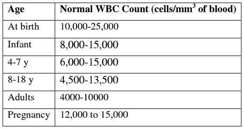 White cell count. WBC normal. Normal WBC count. Blood counts normal. Normal White Blood Cell count.